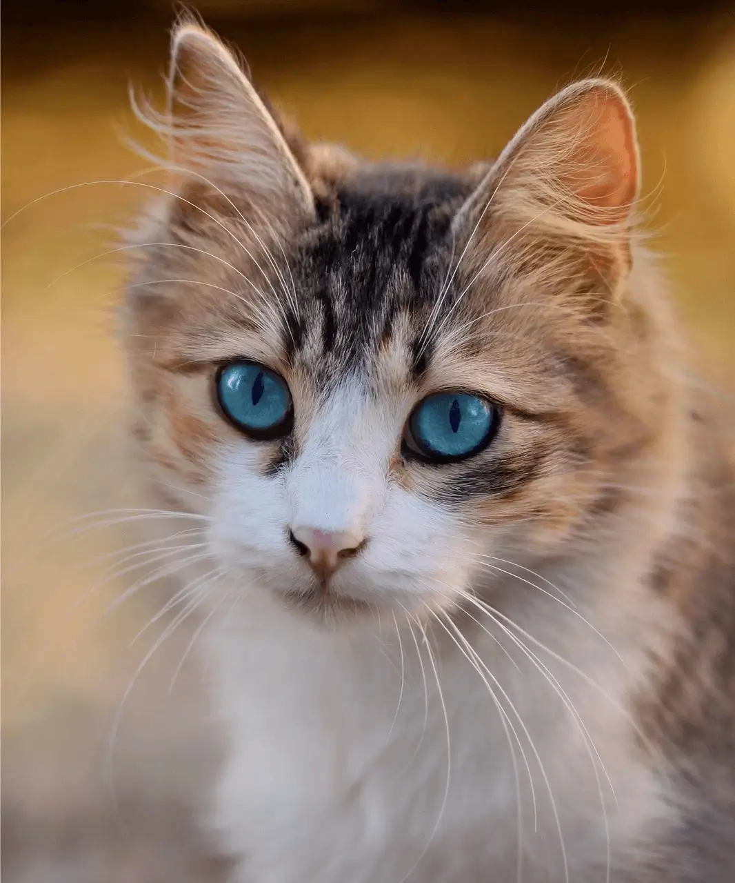 katze süß