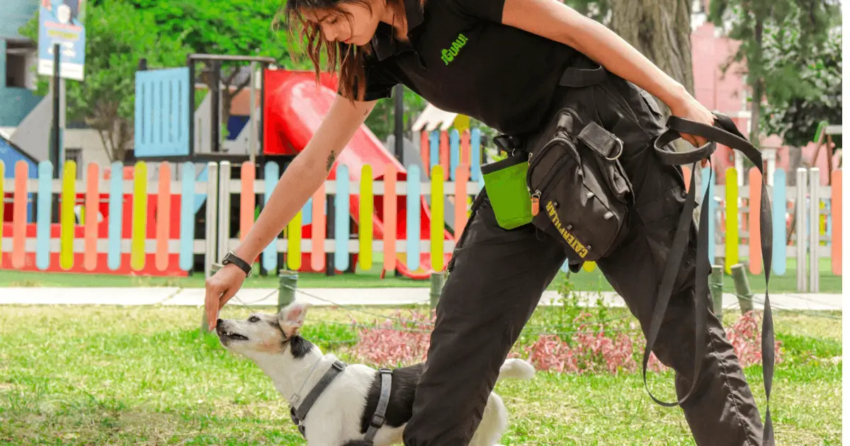 hundetrainer ausbildung kosten