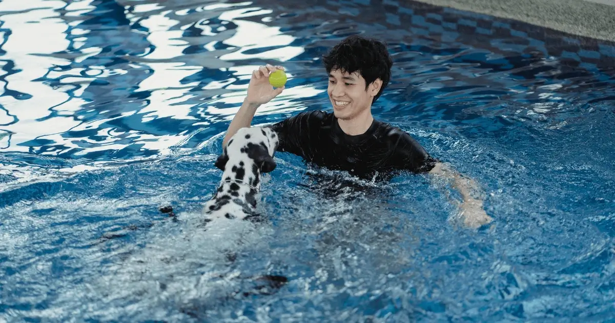 Hund Schwimmen Beibringen