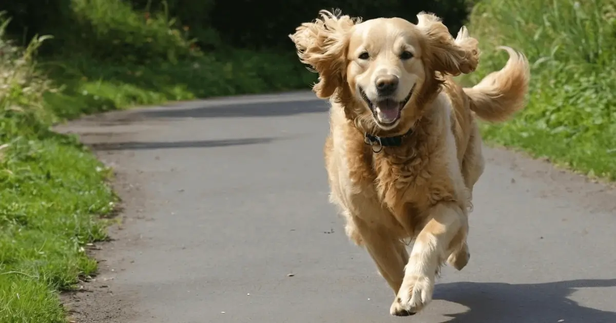 Golden Retriever Pudel