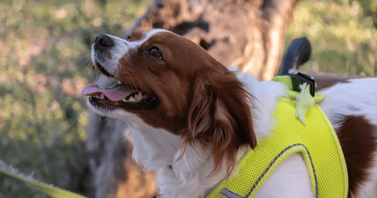 hundetraining übungen