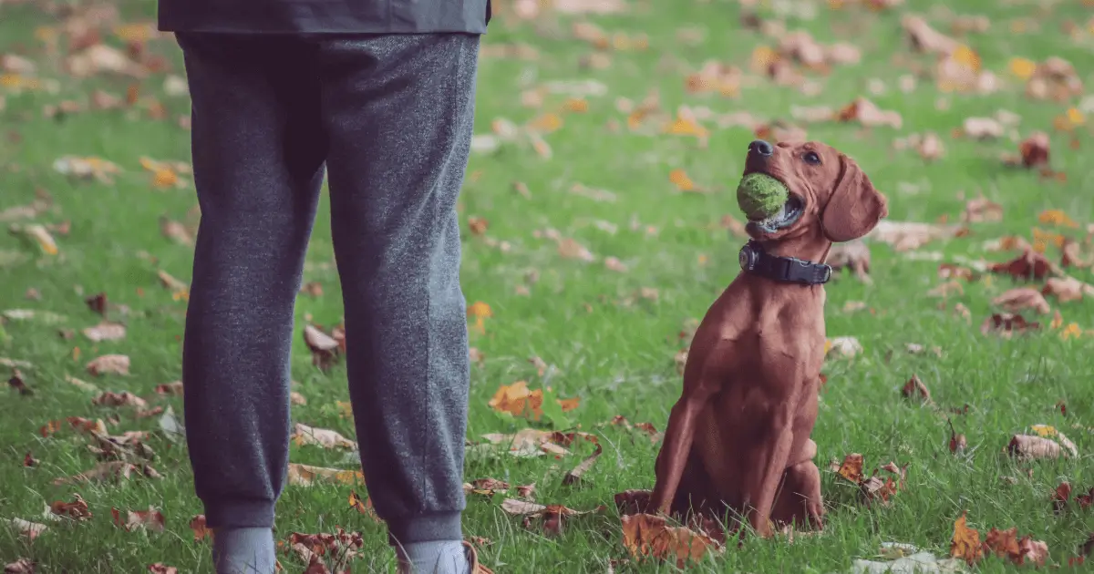 Ausbildung Hundetrainer