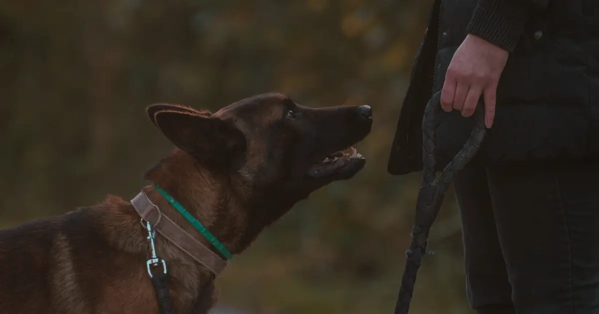 hundetrainer ausbildung kostenlos