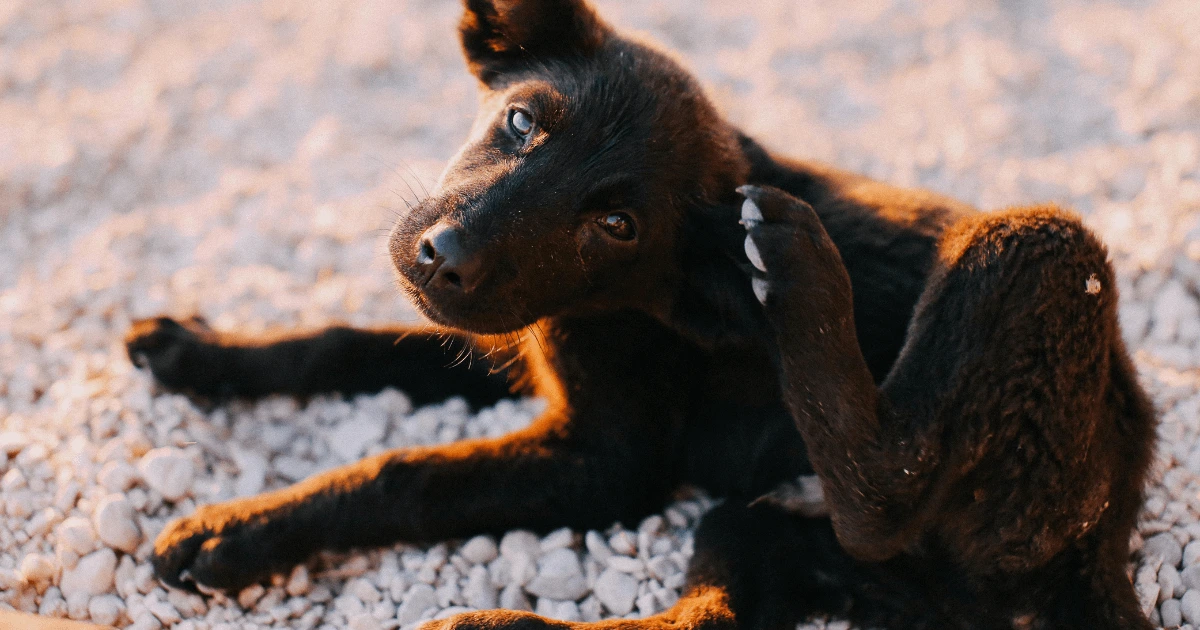 floh hund