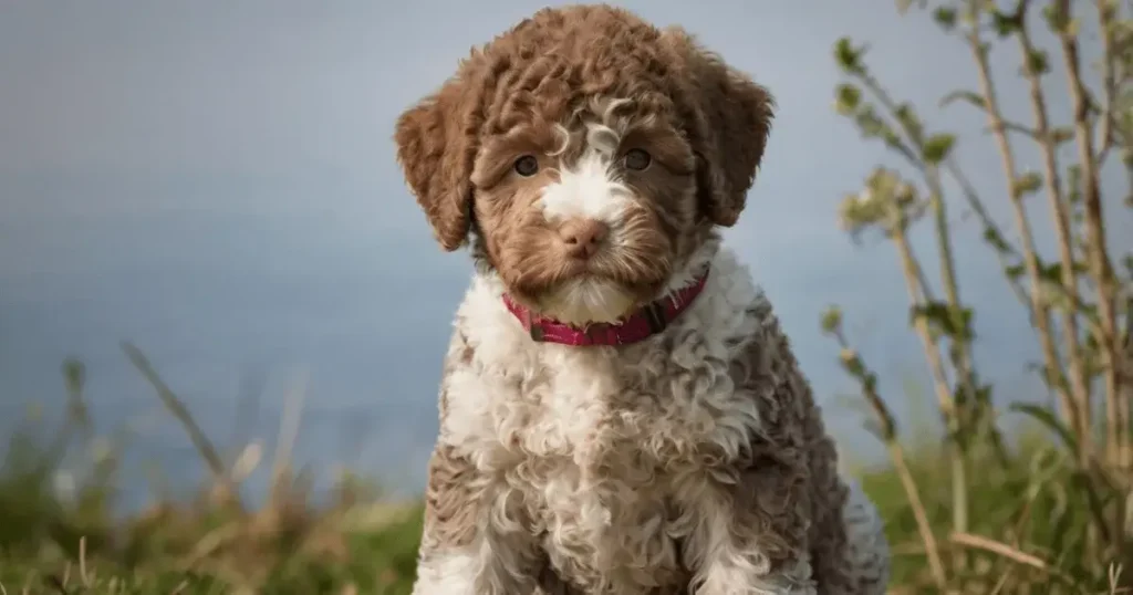 lagotto romagnolo welpen